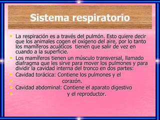 Sistema respiratorio
• La respiración es a través del pulmón. Esto quiere decir
    que los animales cogen el oxígeno del aire, por lo tanto
    los mamíferos acuáticos tienen que salir de vez en
    cuando a la superficie.
•   Los mamíferos tienen un músculo transversal, llamado
    diafragma que les sirve para mover los pulmones y para
    dividir la cavidad interna del tronco en dos partes:
•   Cavidad torácica: Contiene los pulmones y el
•                         corazón.
•   Cavidad abdominal: Contiene el aparato digestivo
•                           y el reproductor.
 