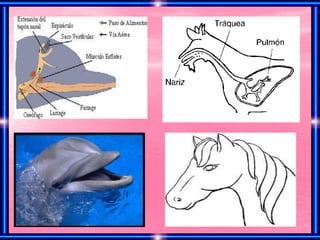 Power Point de los Mamiferos