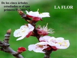 ALBERCOC/ALBARICOQUE 