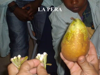 El aceite de albaricoque se utiliza al igual que el aceite de almendras dulces como demulcente de la piel. 