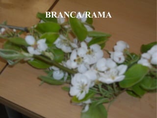 LA FLOR De los cinco árboles estudiados es el que primero FLORECE. 