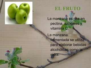 EL FRUTO La manzana es rica en pectina, azúcares y vitamina C.  