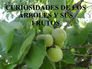 CURIOSIDADES DE LOS ÁRBOLES Y SUS FRUTOS 