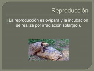 ReproducciónLa reproducción es ovípara y la incubación se realiza por irradiación solar(sol).
