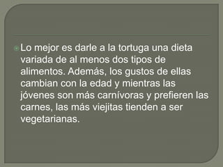 Lo mejor es darle a la tortuga una dieta variada de al menos dos tipos de alimentos. Además, los gustos de ellas cambian con la edad y mientras las jóvenes son más carnívoras y prefieren las carnes, las más viejitas tienden a ser vegetarianas.