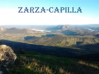 ZARZA-CAPILLA
 