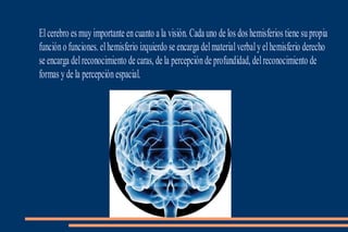 Elcerebro es muy importante encuanto a la visión. Cada uno de los dos hemisferios tiene supropia
funcióno funciones. elhemisferio izquierdo se encarga delmaterialverbaly elhemisferio derecho
se encarga delreconocimiento de caras, de la percepciónde profundidad, delreconocimiento de
formas y de la percepciónespacial.
 