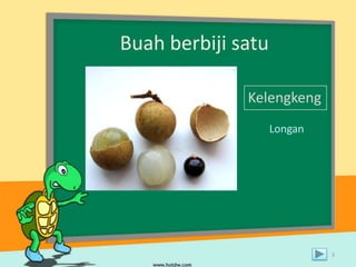 Buah berbiji satu
Kelengkeng
Longan

3

 