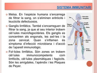 immunologia | PPT