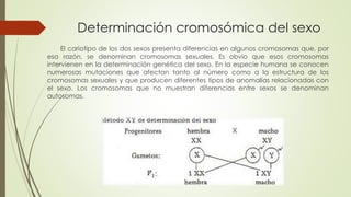 Determinación cromosómica del sexo 
El cariotipo de los dos sexos presenta diferencias en algunos cromosomas que, por 
esa razón, se denominan cromosomas sexuales. Es obvio que esos cromosomas 
intervienen en la determinación genética del sexo. En la especie humana se conocen 
numerosas mutaciones que afectan tanto al número como a la estructura de los 
cromosomas sexuales y que producen diferentes tipos de anomalías relacionadas con 
el sexo. Los cromosomas que no muestran diferencias entre sexos se denominan 
autosomas. 
 