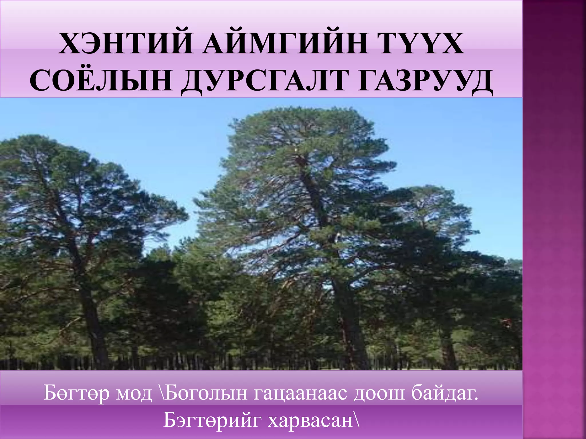 Бөгтөр мод Боголын гацаанаас доош байдаг.
Бэгтөрийг харвасан
 