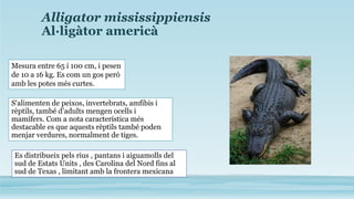 Alligator mississippiensis
Al·ligàtor americà
Mesura entre 65 i 100 cm, i pesen
de 10 a 16 kg. Es com un gos però
amb les potes més curtes.
S'alimenten de peixos, invertebrats, amfibis i
rèptils, també d’adults mengen ocells i
mamífers. Com a nota característica més
destacable es que aquests rèptils també poden
menjar verdures, normalment de tiges.
Es distribueix pels rius , pantans i aiguamolls del
sud de Estats Units , des Carolina del Nord fins al
sud de Texas , limitant amb la frontera mexicana
 