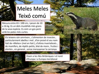 Meles Meles
Teixó comú
Mesura entre 65 i 100 cm, i pesen de 10
a 16 kg. Es un dels mustèlids més grans
de la seva espècie. Es com un gos però
amb les potes més curtes.
Els teixons són omnívors , s'alimenten de insectes ,
particularment abelles i mel , d'on prové el seu nom
llatí de «Meles» (mel en llatí ), d'altres invertebrats ,
de mamífers, de rèptils petits, blat de moro , fruites i
plantes , en general , sense menysprear la carronya.
Viuen a les illes Britàniques i el nord
d'Europa i a Europa meridional
 