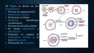 El Cigoto se divide en dos
blastómeros:
• Proceso de segmentación
• Membrana vitelina
• Se forman 4 células
• Epiblasto (membrana
ectodérmica)
• Proceso de división celular
• Se forma Hipoblasto y
Mesoblasto
• Posterior se origina el
Embrióforo Ciliado y la
larva Hexacanto
• Formación de Coracidio
 
