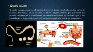 • Taenia solium:
• El cerdo ingiere, entre los alimentos, huevos de tenia expulsados en las heces de
personas infectadas. En su interior, los huevos originan larvas que atraviesan las
paredes del intestino y se enquistan en forma de cisticercos en su carne, que al ser
ingerida por el hombre sin estar suficientemente cocinada puede ser parasitado.
 