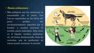 • Taenia echinococcu:
• Más peligrosa que las anteriores es
transmitida por el perro. Los
huevos expulsados en las heces del
perro pueden ser
involuntariamente ingeridos por el
hombre y pueden provocar el
terrible quiste hidatídico. Este crece
en el hígado, cerebro, pulmones,
etc, de forma desmesurada, lleno de
vesículas, que de producirse su
rotura puede ocasionar la muerte.
 