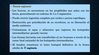 • Taenia saginata:
• Los huevos, se encuentran en los proglótides que salen con las
heces, generalmente en cadenas de 4 a 5 segmentos.
• Puede ocurrir ingestión completa por cerdos o perros coprófagos.
• Destrucción por putrefacción de su envoltura, es su liberación al
medio ambiente.
• Contaminan el agua y alimentos que ingieren los huéspedes
intermediarios: ganado vacuno
• Las formas larvarias son transferidas al ser humana a través de la
carne (mal cocinada) de los huéspedes intermediarios.
• El hombre constituye el único huésped definitivo de la forma
adulta de T. saginata.
 