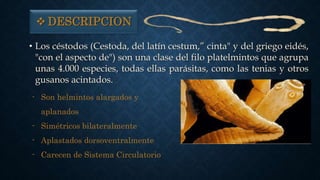  DESCRIPCION
• Los céstodos (Cestoda, del latín cestum,” cinta" y del griego eidés,
"con el aspecto de") son una clase del filo platelmintos que agrupa
unas 4.000 especies, todas ellas parásitas, como las tenias y otros
gusanos acintados.
- Son helmintos alargados y
aplanados
- Simétricos bilateralmente
- Aplastados dorsoventralmente
- Carecen de Sistema Circulatorio
 