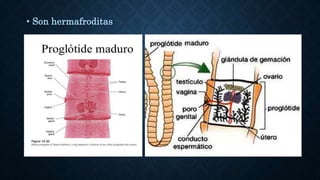 • Son hermafroditas
 