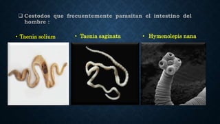  Cestodos que frecuentemente parasitan el intestino del
hombre :
• Taenia solium • Taenia saginata • Hymenolepis nana
 