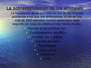 La sobreexplotación de los animales:
• La explotación de los animales es uno de los mayores
problemas a loa que nos enfrentamos. Al día de hoy,
más de 3000 animales mueren asesinados cada
segundo por culpa de prácticas total mente crueles.
• Algunas de las practicas son:
• Experimentación científica
• Acuarios, zoo y granjas
• Industria petrolera
• Tauromaquia
• Caza y pesca
• Abandono
• Circo

 