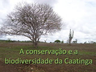 A conservação e a
biodiversidade da Caatinga
 