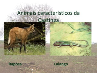 Conheca nosso Bioma Caatinga.