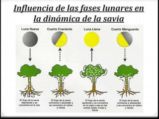 Influencia de las fases lunares en
la dinámica de la savia
 