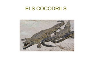 ELS COCODRILS
 