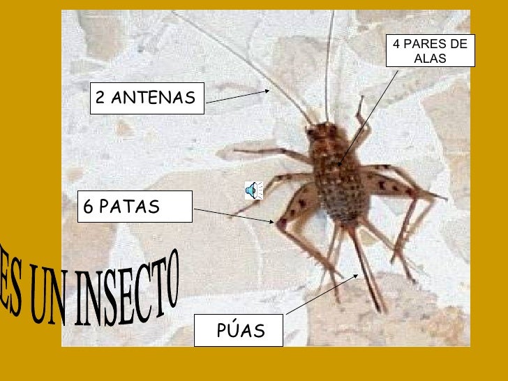 Powerpoint del Grillo