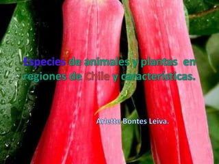 Especies de animales y plantas  en regiones de Chile y características. Arlette Bontes Leiva. 