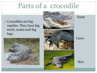 Parts of a crocodile
Teeth
Crocodiles are big
reptiles. They have big
teeth, scales and big
legs.
Claws
Skin