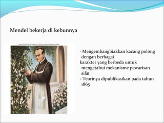 Mendel bekerja di kebunnya

- Mengembangbiakkan kacang polong

dengan berbagai
karakter yang berbeda untuk
mengetahui mekanisme pewarisan
sifat
- Teorinya dipublikasikan pada tahun
1865

 
