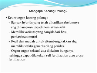 Mengapa Kacang Polong?

• Keuntungan kacang polong :
– Banyak hybrids yang telah dihasilkan sbelumnya
shg diharapkan terjadi pemisahan sifat
– Memiliki varietas yang banyak dari hasil
perkawinan murni
– Kecil dan mudah untuk dkembangbiakkan shg
memiliki waktu generasi yang pendek
– Organ-organ seksual ada di dalam bunganya
sehingga dapat dilakukan self fertilization atau cross
fertilization

 