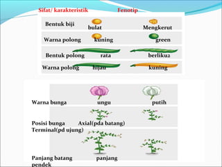 Sifat/ karakteristik
Bentuk biji
Warna polong
Bentuk polong
Warna polong

Warna bunga

Fenotip

bulat
kuning
rata
hijau

ungu

Posisi bunga
Axial(pda batang)
Terminal(pd ujung)

Panjang batang
pendek

panjang

Mengkerut
green
berliku2
kuning

putih

 