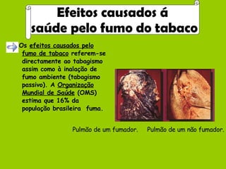 Os  efeitos causados pelo fumo de tabaco  referem-se directamente ao tabagismo assim como à inalação de fumo ambiente (tabagismo passivo). A  Organização   Mundial de Saúde  (OMS) estima que 16% da população brasileira  fuma.  Efeitos causados á saúde pelo fumo do tabaco Pulmão de um fumador. Pulmão de um não fumador. 