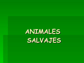 ANIMALES  SALVAJES 