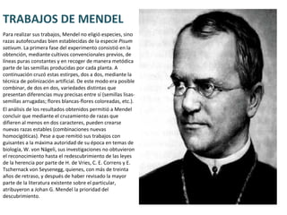 TRABAJOS DE MENDEL Para realizar sus trabajos, Mendel no eligió especies, sino razas autofecundas bien establecidas de la especie  Pisum sativum . La primera fase del experimento consistió en la obtención, mediante cultivos convencionales previos, de líneas puras constantes y en recoger de manera metódica parte de las semillas producidas por cada planta. A continuación cruzó estas estirpes, dos a dos, mediante la técnica de polinización artificial. De este modo era posible combinar, de dos en dos, variedades distintas que presentan diferencias muy precisas entre sí (semillas lisas-semillas arrugadas; flores blancas-flores coloreadas, etc.).  El análisis de los resultados obtenidos permitió a Mendel concluir que mediante el cruzamiento de razas que difieren al menos en dos caracteres, pueden crearse nuevas razas estables (combinaciones nuevas homocigóticas). Pese a que remitió sus trabajos con guisantes a la máxima autoridad de su época en temas de biología, W. von Nägeli, sus investigaciones no obtuvieron el reconocimiento hasta el redescubrimiento de las leyes de la herencia por parte de H. de Vries, C. E. Correns y E. Tschernack von Seysenegg, quienes, con más de treinta años de retraso, y después de haber revisado la mayor parte de la literatura existente sobre el particular, atribuyeron a Johan G. Mendel la prioridad del descubrimiento. 