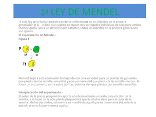 1 ª  LEY DE MENDEL A esta ley se le llama también Ley de la uniformidad de los híbridos de la primera generación (F1). , y dice que cuando se cruzan dos variedades individuos de raza pura ambos (homocigotos ) para un determinado carácter, todos los híbridos de la primera generación son iguales.  El experimento de Mendel.- Figura 1 Mendel llegó a esta conclusión trabajando con una variedad pura de plantas de guisantes que producían las semillas amarillas y con una variedad que producía las semillas verdes. Al hacer un cruzamiento entre estas plantas, obtenía siempre plantas con semillas amarillas.   Interpretación del experimento.-  El polen de la planta progenitora aporta a la descendencia un alelo para el color de la semilla, y el óvulo de la otra planta progenitora aporta el otro alelo para el color de la semilla ; de los dos alelos, solamente se manifiesta aquél que es dominante (A), mientras que el recesivo (a) permanece oculto.  