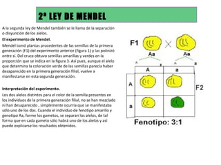 2ª LEY DE MENDEL A la segunda ley de Mendel también se le llama de la separación o disyunción de los alelos.  El experimento de Mendel.  Mendel tomó plantas procedentes de las semillas de la primera generación (F1) del experimento anterior (figura 1) y las polinizó entre sí. Del cruce obtuvo semillas amarillas y verdes en la proporción que se indica en la figura 3. Así pues, aunque el alelo que determina la coloración verde de las semillas parecía haber desaparecido en la primera generación filial, vuelve a manifestarse en esta segunda generación.    Interpretación del experimento. Los dos alelos distintos para el color de la semilla presentes en los individuos de la primera generación filial, no se han mezclado ni han desaparecido , simplemente ocurría que se manifestaba sólo uno de los dos. Cuando el individuo de fenotipo amarillo y genotipo Aa, forme los gametos, se separan los alelos, de tal forma que en cada gameto sólo habrá uno de los alelos y así puede explicarse los resultados obtenidos.  