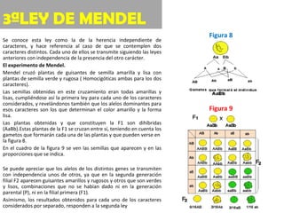 3ªLEY DE MENDEL Se conoce esta ley como la de la herencia independiente de caracteres, y hace referencia al caso de que se contemplen dos caracteres distintos. Cada uno de ellos se transmite siguiendo las leyes anteriores con independencia de la presencia del otro carácter.  El experimento de Mendel.  Mendel cruzó plantas de guisantes de semilla amarilla y lisa con plantas de semilla verde y rugosa ( Homocigóticas ambas para los dos caracteres).  Las semillas obtenidas en este cruzamiento eran todas amarillas y lisas, cumpliéndose así la primera ley para cada uno de los caracteres considerados, y revelándonos también que los alelos dominantes para esos caracteres son los que determinan el color amarillo y la forma lisa. Las plantas obtenidas y que constituyen la F1 son dihíbridas (AaBb).Estas plantas de la F1 se cruzan entre sí, teniendo en cuenta los gametos que formarán cada una de las plantas y que pueden verse en  la figura 8. En el cuadro de la figura 9 se ven las semillas que aparecen y en las proporciones que se indica.   Se puede apreciar que los alelos de los distintos genes se transmiten con independencia unos de otros, ya que en la segunda generación filial F2 aparecen guisantes amarillos y rugosos y otros que son verdes y lisos, combinaciones que no se habían dado ni en la generación parental (P), ni en la filial primera (F1).  Asímismo, los resultados obtenidos para cada uno de los caracteres considerados por separado, responden a la segunda ley Figura 9 Figura 8 