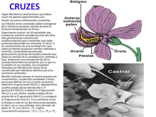 CRUZES Según Mendel las características que deben reunir las plantas experimentales son: Poseer caracteres diferenciales constantes.  Los híbridos entre variedades deben protegerse de la influencia de polen extraño durante la floración (embolsando las flores).  Experimento control: las 34 variedades que empleó las sometió a prueba durante dos años (dos generaciones sucesivas por autofecundación) para comprobar que todas producían descendencia constante. Es decir, si las características de una variedad eran que todas las plantas producían semillas redondas y amarillas, comprobaba durante dos generaciones sucesivas de autofecundación que todas las semillas de la variedad eran redondas y lisas. Solamente una variedad de las 34 no produjo descendencia constante, por lo que no la empleó en sus estudios. Las variedades utilizadas por Mendel eran  Líneas Puras  constituidas por individuos idénticos para los caracteres analizados.  Mendel realizaba siempre el mismo esquema de cruzamientos: cruzaba dos variedades o líneas puras que diferían en uno o varios caracteres, obtenía la 1ª generación filial (F 1 ), seguidamente autofecundaba (Ä) los híbridos de la 1ª generación filial (F 1 ) y obtenía la 2ª generación filial (F 2 ) y, por último, autofecundaba (Ä) las plantas de la 2ª generación filial (F 2 ) y conseguía la 3ª generación filial (F 3 ). El cruzamiento inicial lo llevaba a cabo en las dos direcciones posibles, es decir, en un caso utilizaba como donador de polen al ♂P 2  y en otro al  ♂P 1 , realizó cruzamientos recíprocos: ♀P 1  x ♂P 2  y ♀P 2  x ♂P 1 . 