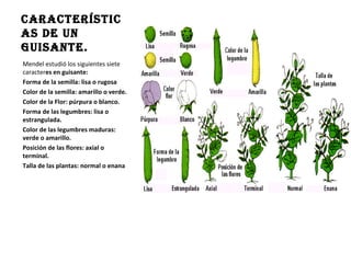 Características de un guisante.  Mendel estudió los siguientes siete caracter es en guisante: Forma de la semilla: lisa o rugosa  Color de la semilla: amarillo o verde.  Color de la Flor: púrpura o blanco.  Forma de las legumbres: lisa o estrangulada.  Color de las legumbres maduras: verde o amarillo.  Posición de las flores: axial o terminal.  Talla de las plantas: normal o enana 