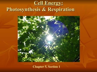 Cell Energy: Photosynthesis & Respiration  Chapter 5, Section 1 