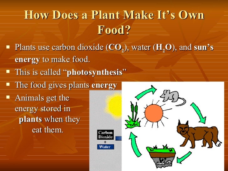 Cells Use The Energy Stored In Food To Make Cells Use The Energy Stored In Food To Make