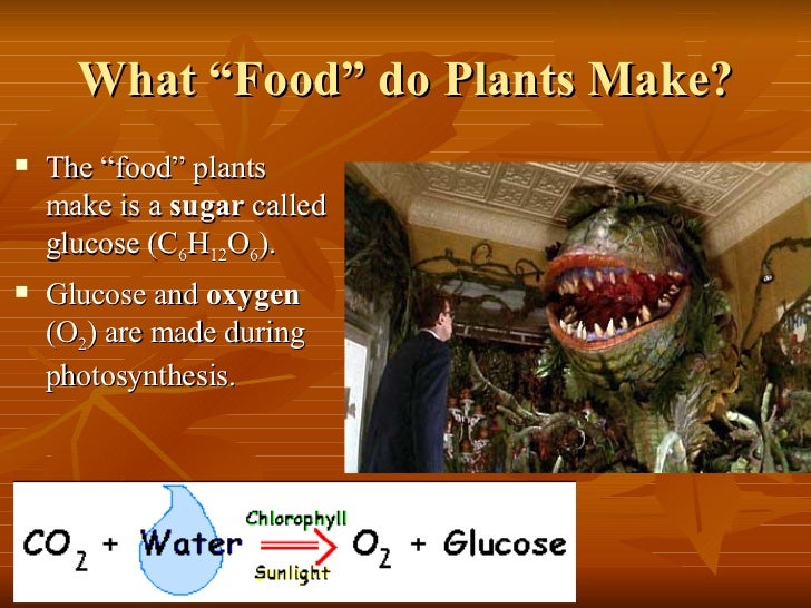 Why Do Organisms Need To Digest Food Why Do Organisms Need To Digest Food