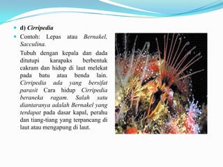  d) Cirripedia
 Contoh:   Lepas atau Bernakel,
  Sacculina.
  Tubuh dengan kepala dan dada
  ditutupi    karapaks     berbentuk
  cakram dan hidup di laut melekat
  pada batu atau benda lain.
  Cirripedia ada yang bersifat
  parasit Cara hidup Cirripedia
  beraneka ragam. Salah satu
  diantaranya adalah Bernakel yang
  terdapat pada dasar kapal, perahu
  dan tiang-tiang yang terpancang di
  laut atau mengapung di laut.
 