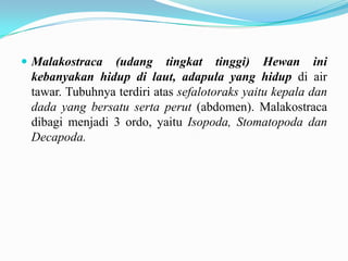  Malakostraca  (udang tingkat tinggi) Hewan ini
 kebanyakan hidup di laut, adapula yang hidup di air
 tawar. Tubuhnya terdiri atas sefalotoraks yaitu kepala dan
 dada yang bersatu serta perut (abdomen). Malakostraca
 dibagi menjadi 3 ordo, yaitu Isopoda, Stomatopoda dan
 Decapoda.
 