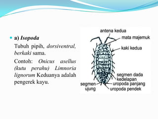  a) Isopoda
 Tubuh pipih, dorsiventral,
 berkaki sama.
 Contoh: Onicus asellus
 (kutu perahu) Limnoria
 lignorum Keduanya adalah
 pengerek kayu.
 