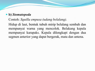  b) Stomatopoda
 Contoh: Squilla empusa (udang belalang).
 Hidup di laut, bentuk tubuh mirip belalang sembah dan
 mempunyai warna yang mencolok. Belakang kepala
 mempunyai karapaks. Kepala dilengkapi dengan dua
 segmen anterior yang dapat bergerak, mata dan antena.
 